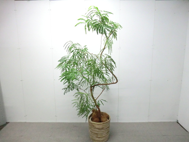 観葉植物 / グリーン / 【中古】