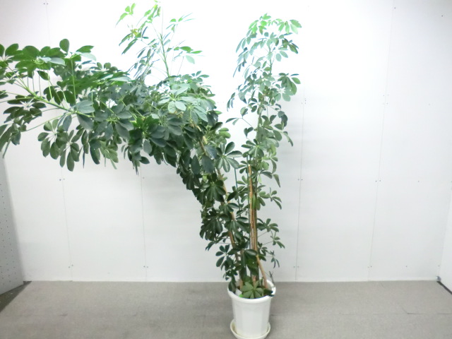 観葉植物 / グリーン / 【中古】