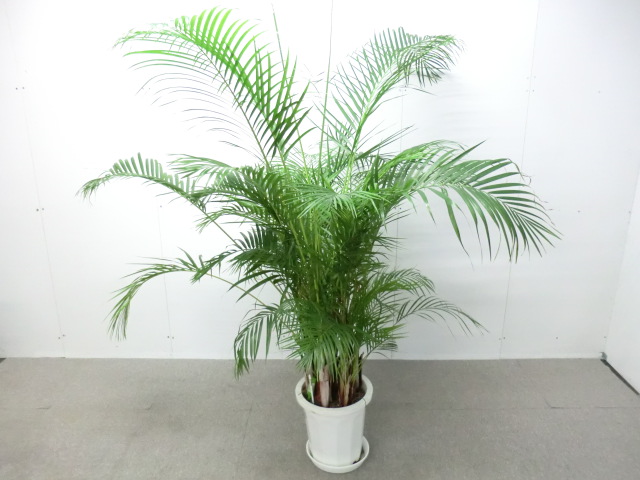 観葉植物 / グリーン / 【中古】