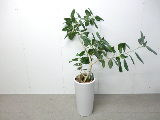 観葉植物 / グリーン / 【中古】